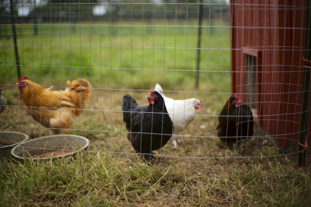 four-hens