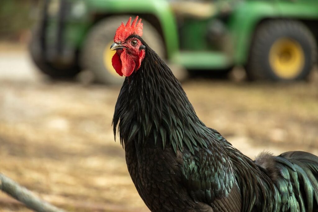 How to Build a Chicken Tractor
