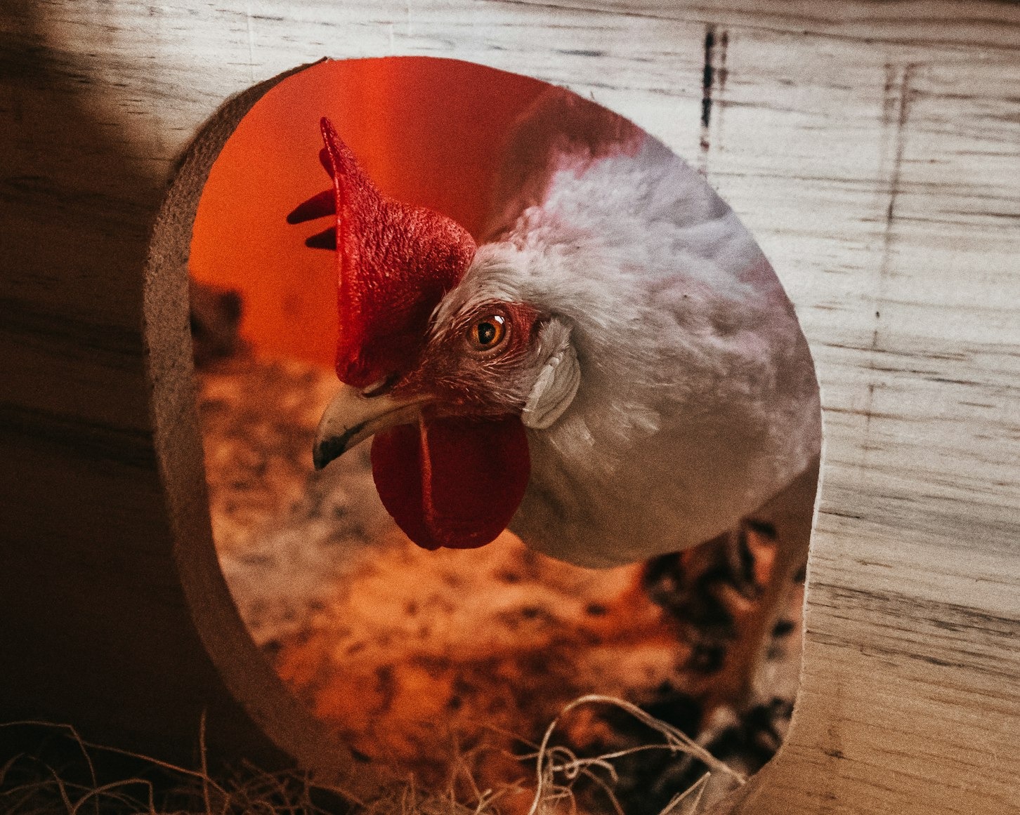 How to Clean a Chicken Coop