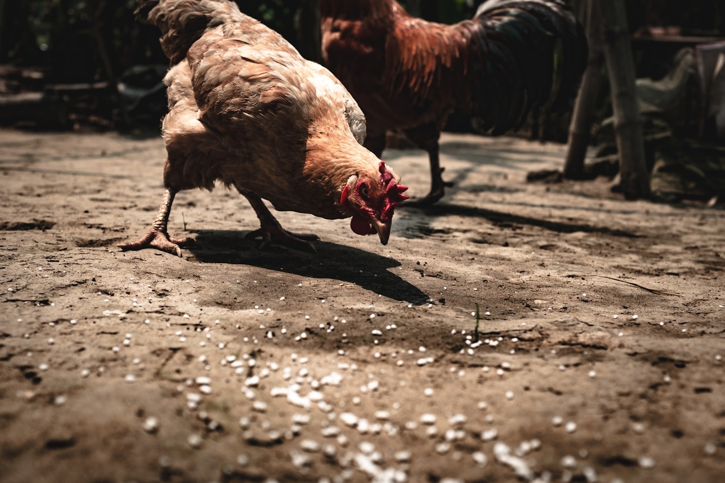 How to Get Rid of Flies in a Chicken Coop