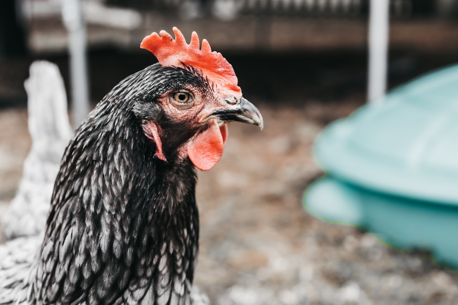 How to Insulate a Chicken Coop