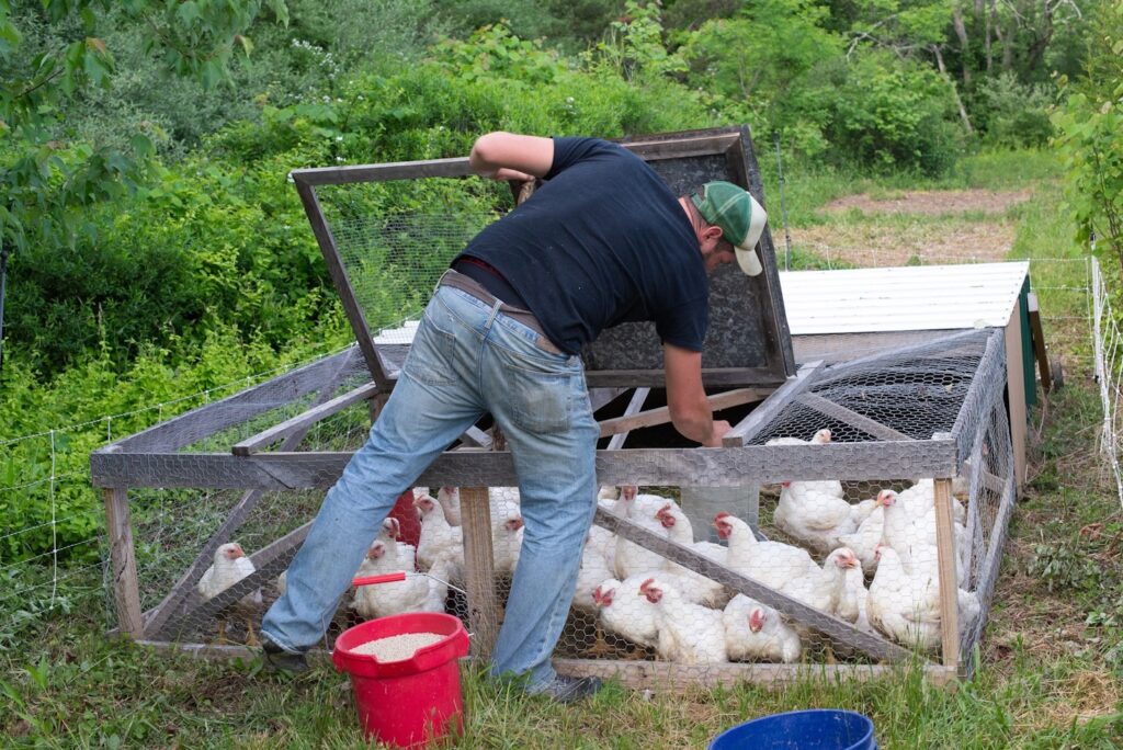 What Is a Chicken Tractor and Why Use It