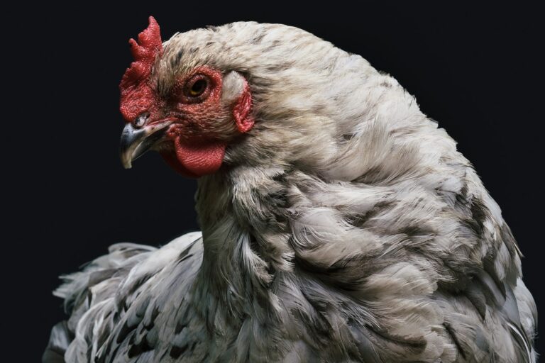 Chicken Keeping Laws