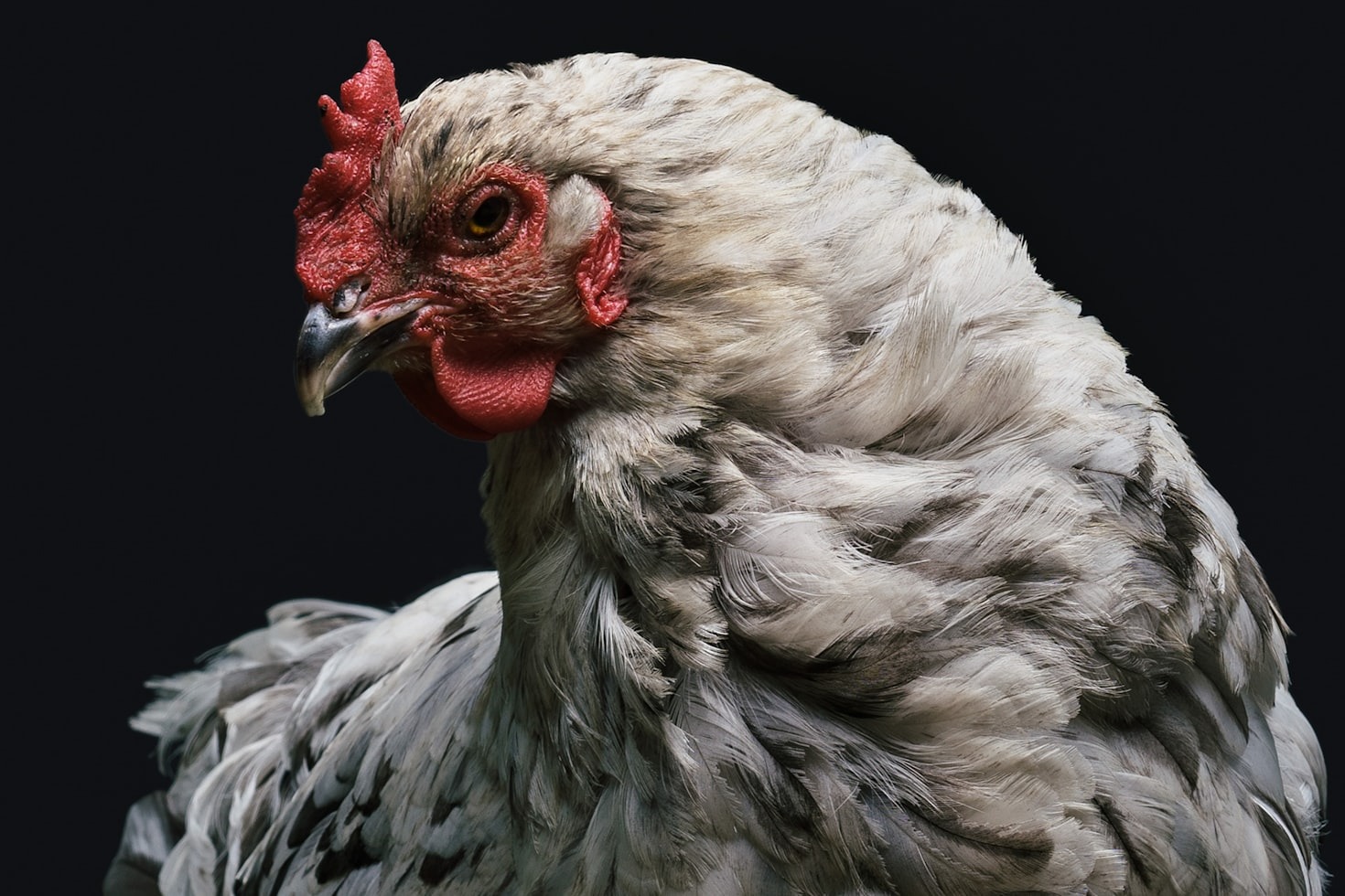 Chicken Keeping Laws