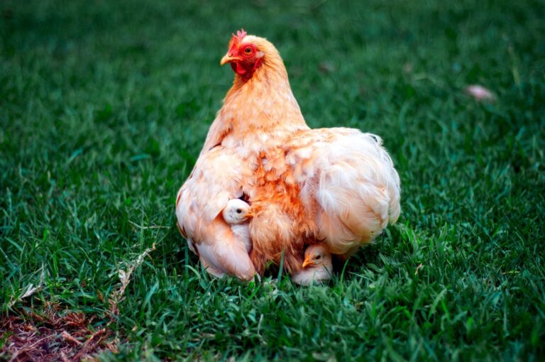 Breeding Chickens for Beginners