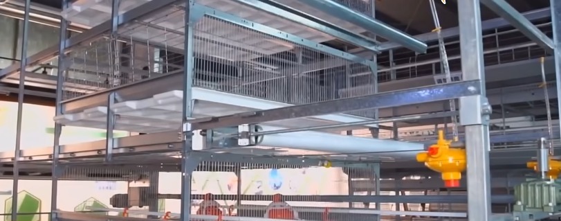 commercial-chicken