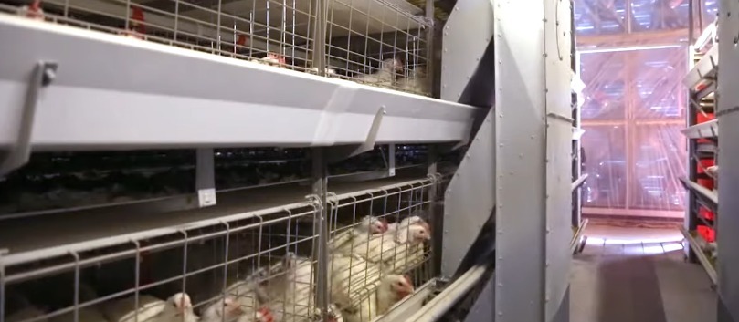 commercial-chicken-house